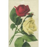 1908 - Romantic postcard. (2791659)