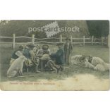 1908 - Lunch of foals and shepherds in Hortobágy. Colored photo sheet, postcard. (2791720)
