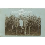 1918 - The end of the war. K.u.K. soldiers in front of the cornfield. Postcard, photo sheet. (2791890)