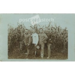   1918 - The end of the war. K.u.K. soldiers in front of the cornfield. Postcard, photo sheet. (2791890)